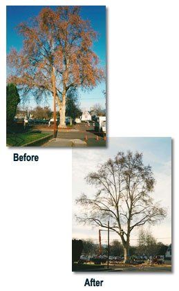 Before and After 1- Land Clearing & Leveling Contractors in Hood River, OR