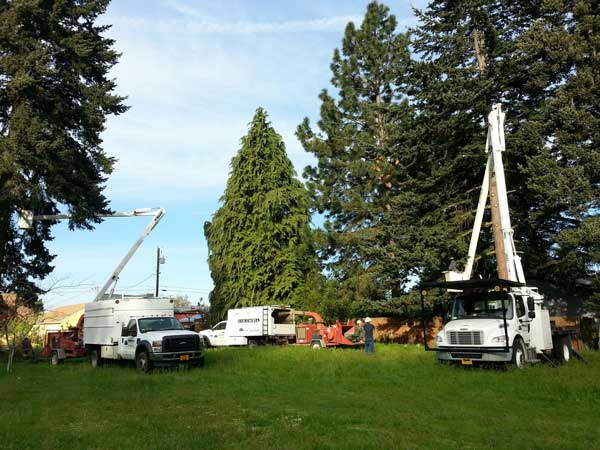Professional Tree Service - Land Clearing & Leveling Contractors in Hood River, OR