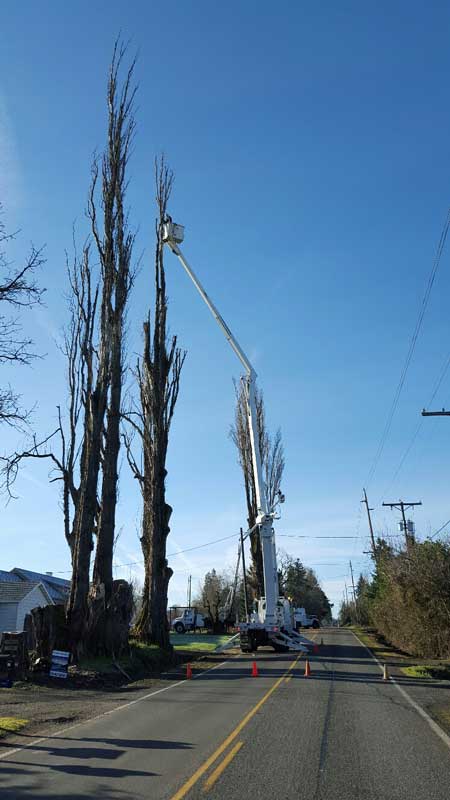 Trimming Trees - Land Clearing & Leveling Contractors in Hood River, OR