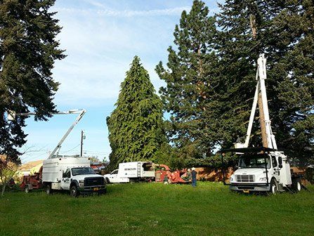 stump removal - Ornamental Shrub & Tree Services in Hood River, OR