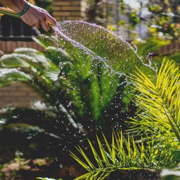 Image of ferns and potted palms being watered.