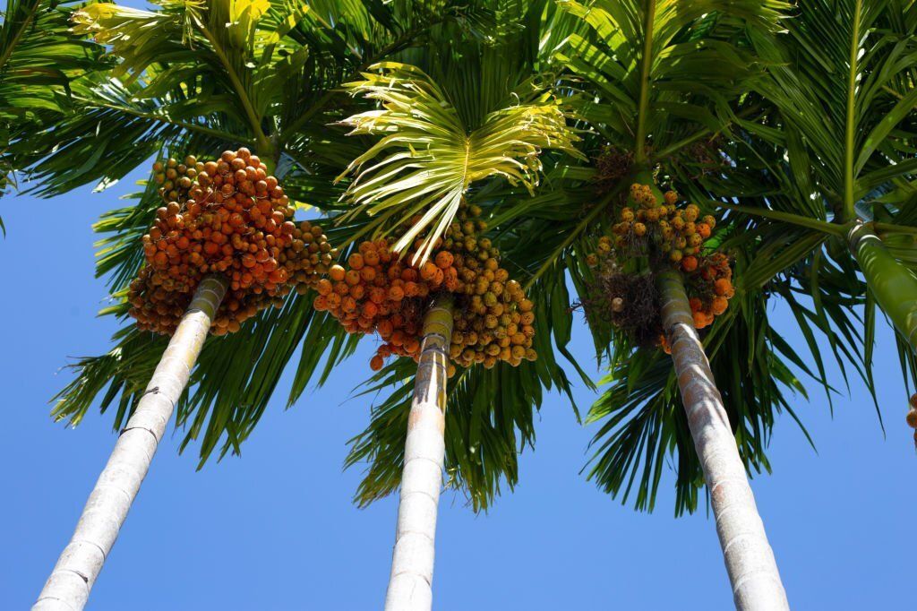 Palm trees with fruits.