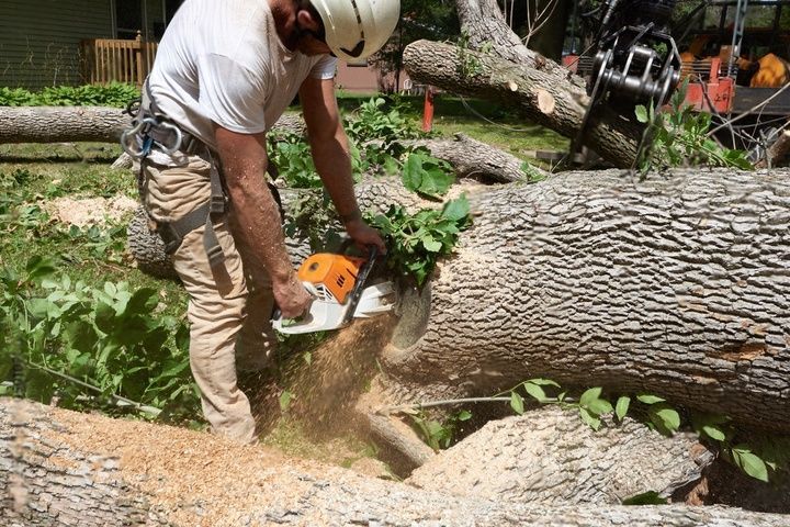 An arborist wearing a white hardhat is cutting the trunk of a felled tree into pieces with a chainsaw.