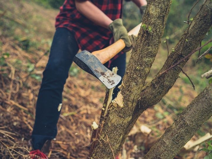 Half body shot of a man chopping a tree branch with an axe.