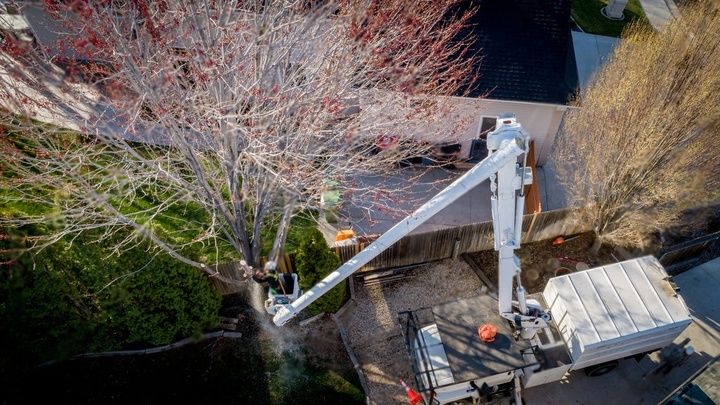 An arborist in a bucket truck is pruning a dry and leafless tree.