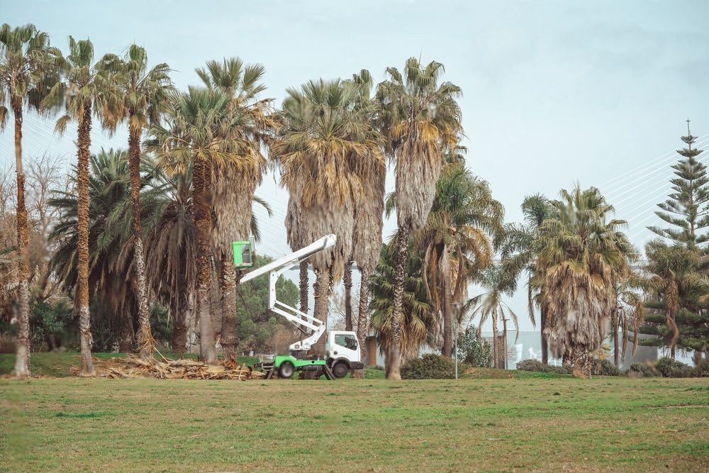 A white and green bucket train is parked in front of a row of palm trees in need of pruning.