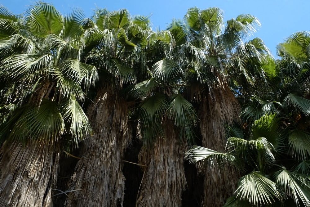 Huge palm trees with trunks covered with dead fronds.