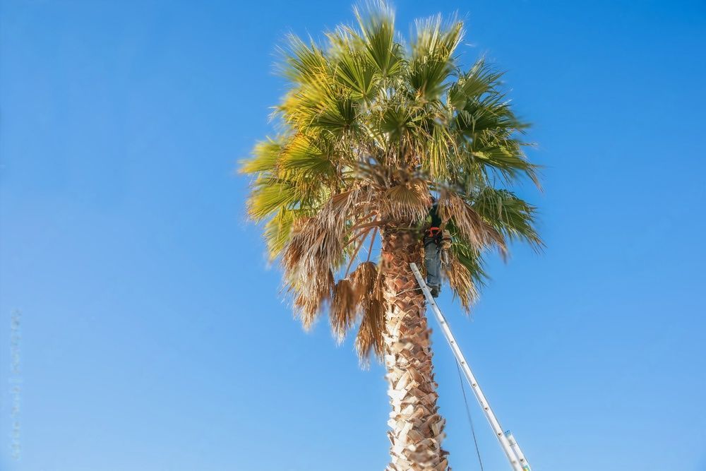 An arborist stands on a ladder while pruning a tall palm tree.
