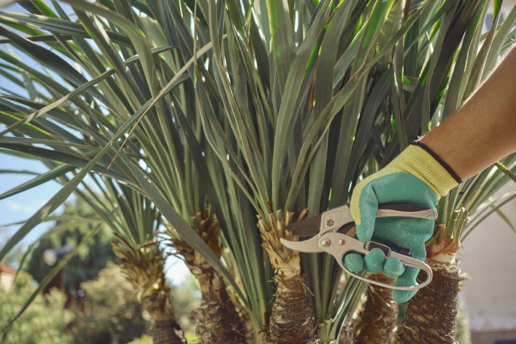 Hand with green and yellow gloves holding a pruning shear is about to prune the fronds of a palm tree.