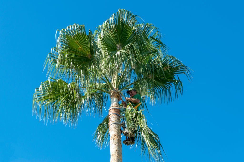 An arborist is harnessed on top of a tall palm tree.