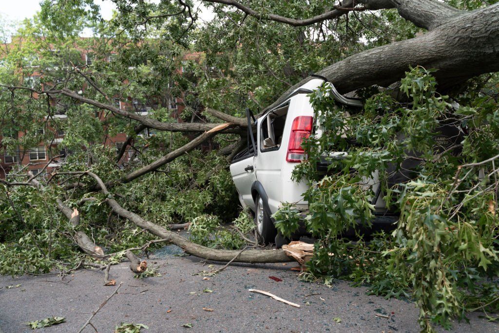 A huge tree falls and smashes a car.