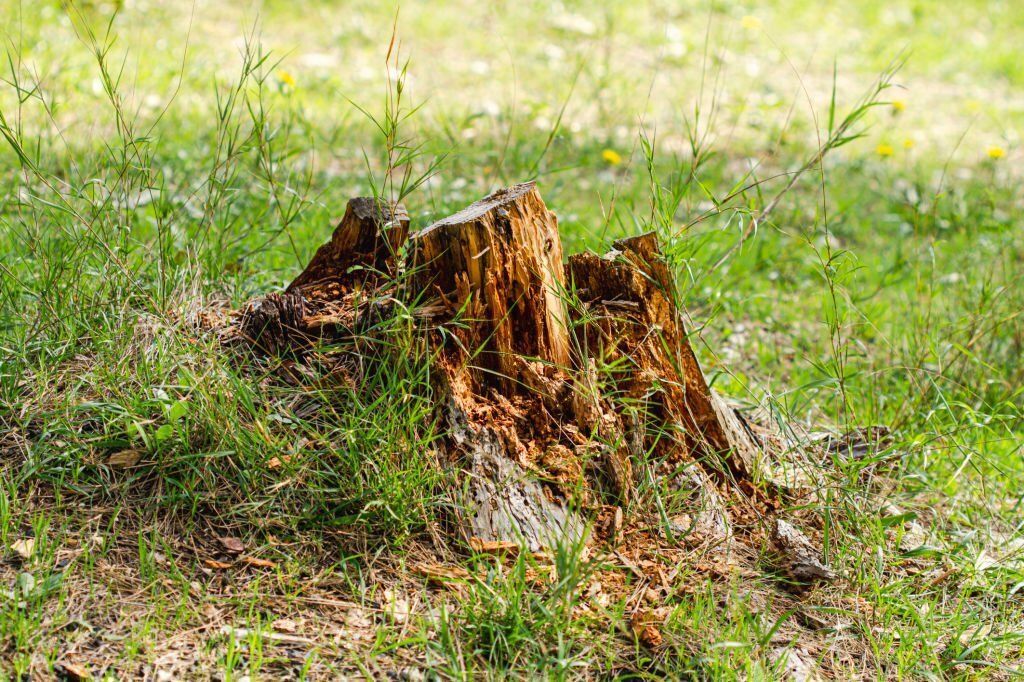 A decaying tree stump surrounded by weeds.