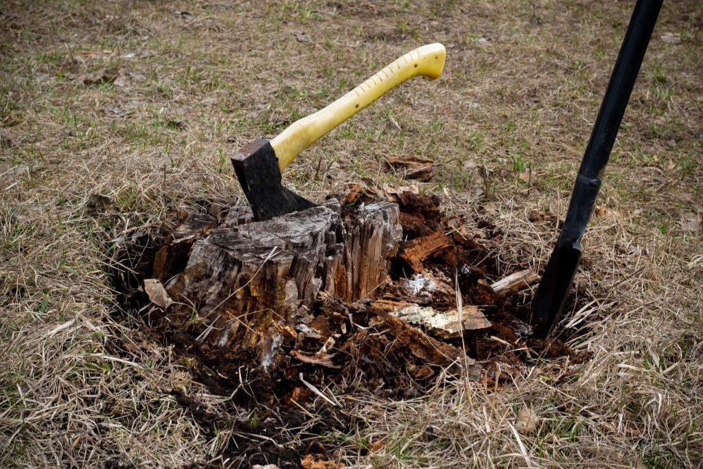 Blade of an axe with yellow handle is buried on a dead tree stump.