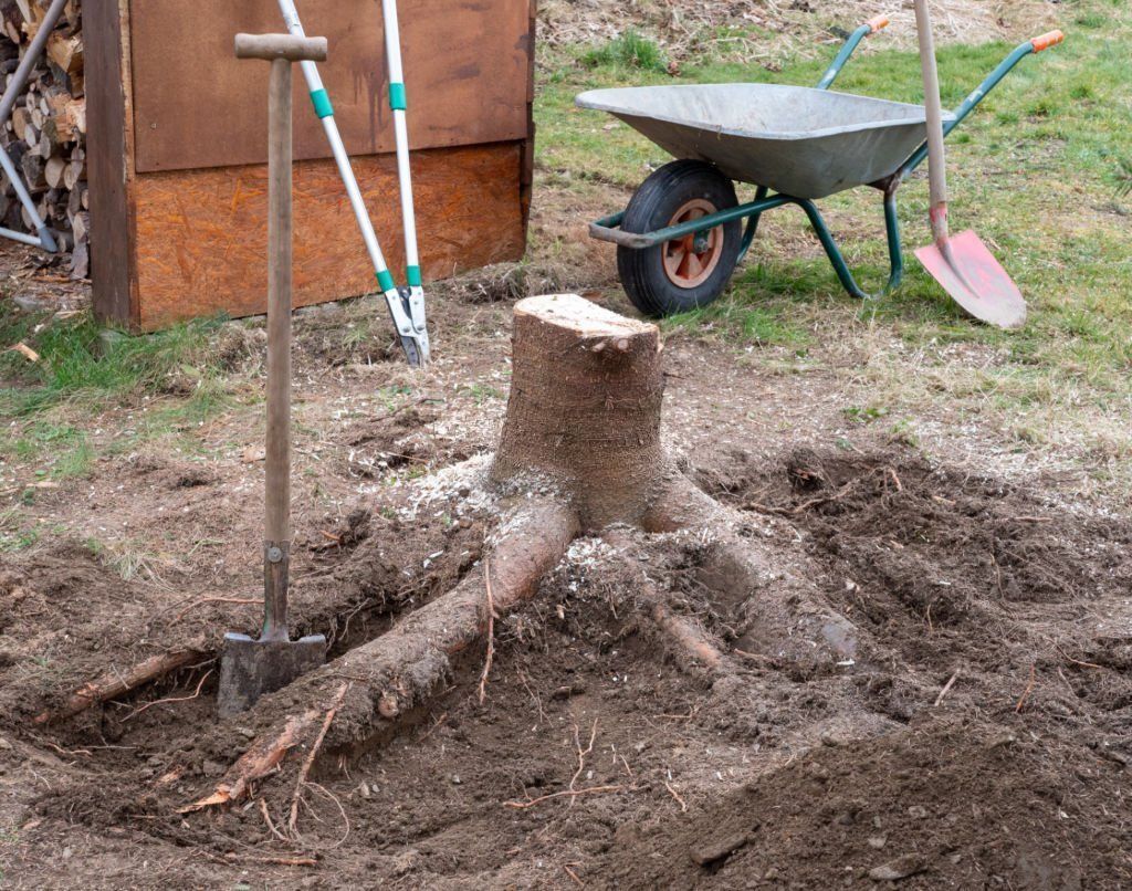 A shovel is stuck beside a tee stump with exposed roots.