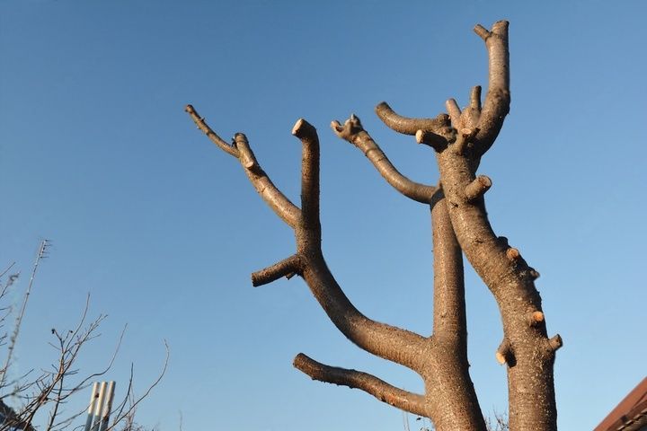 An overly pruned tree.