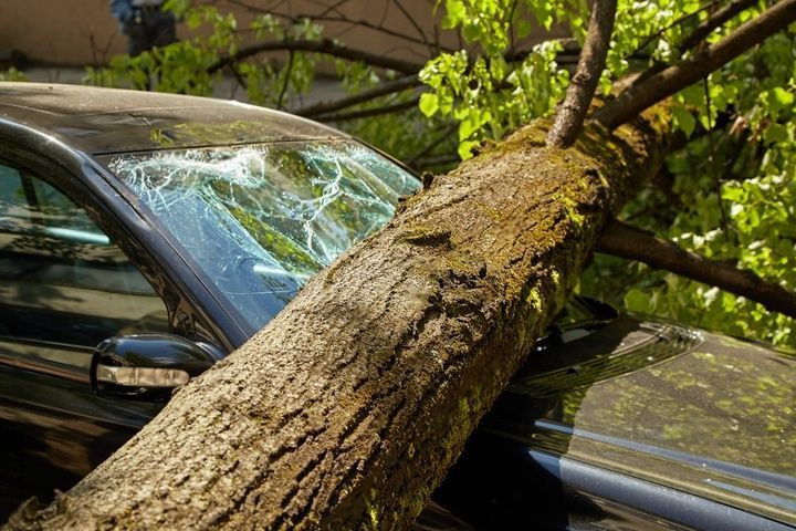 A tree has fallen on a car, breaking its windshield.