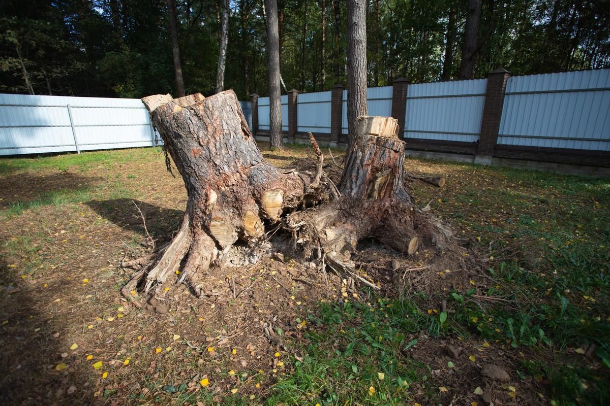 image of a tree stump in a backyard on a sunshine coast property