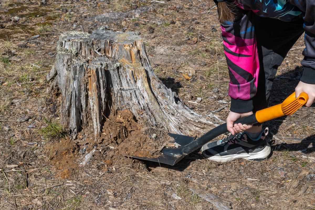Unseen person holding a shovel is digging around a dead tree stump.