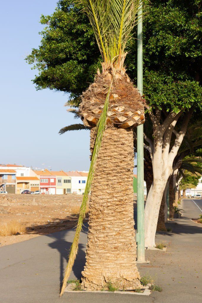 Overly pruned palm tree with broken frond.