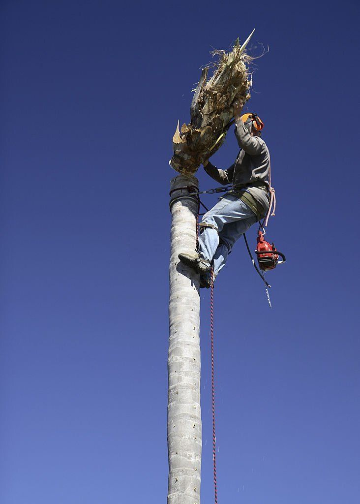 An arborist removes what's left of the crown of a palm tree.