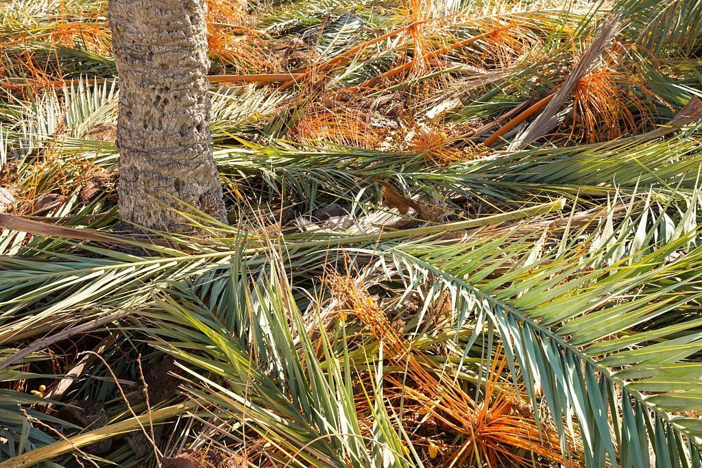 Palm tree leaves scattered around after a pruning job.