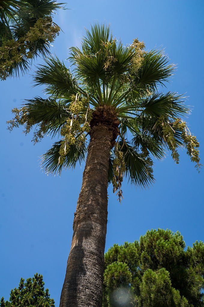 image of pruned palm trees in caloundra