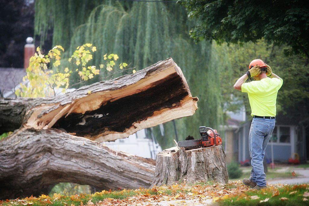 Image of an arborist removing a tree in alexandra headland