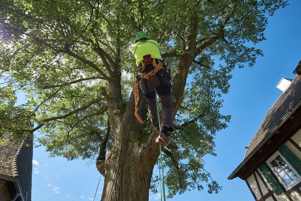 An arborist is harnessed for safety before carrying out a tree lopping job.