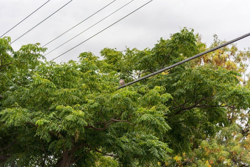 A bird is perched in a powerline with overhanging branches of a tree.