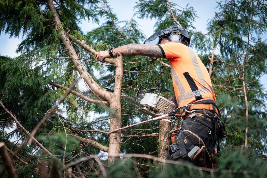 An arborist with tattoo on his arm is using a chainsaw to trim off the branches of a tree.