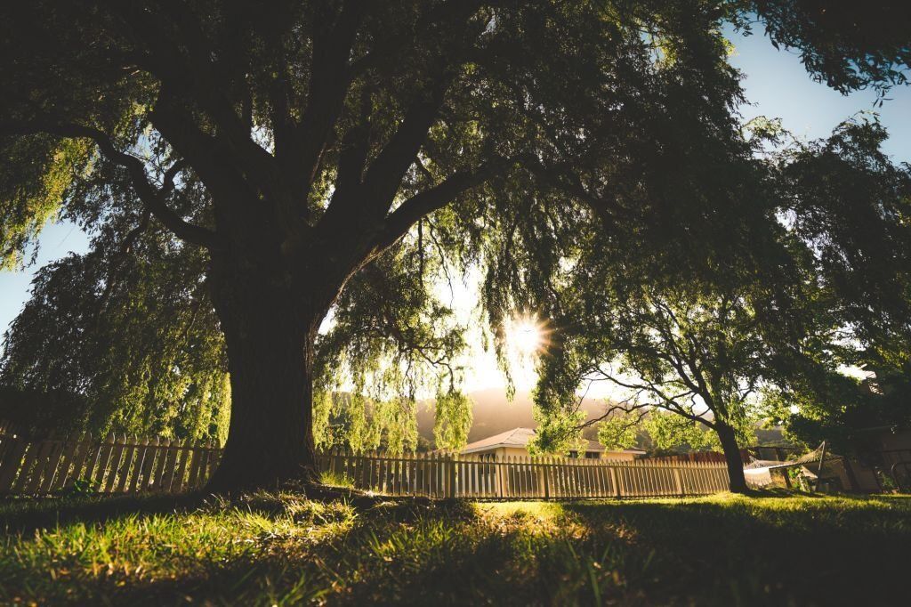 Silhouette of big trees in a yard.