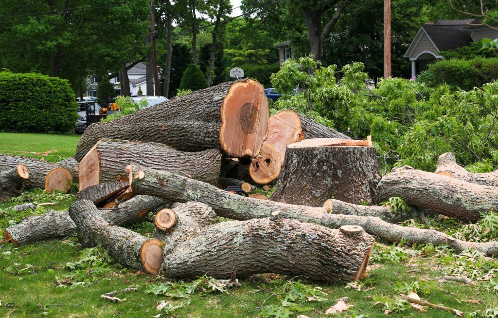 Massive chunks of a tree and its stump are piled in front of a lawn.