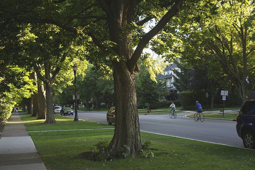 Trees line a peaceful suburb.