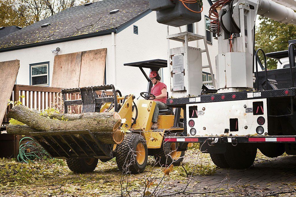 Image of an arborist removing a tree in maroochydore