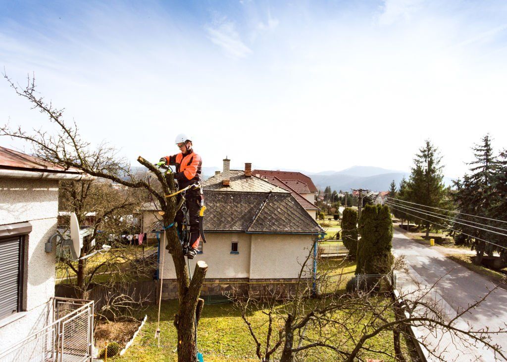 Image of an arborist performing tree lopping in twin waters