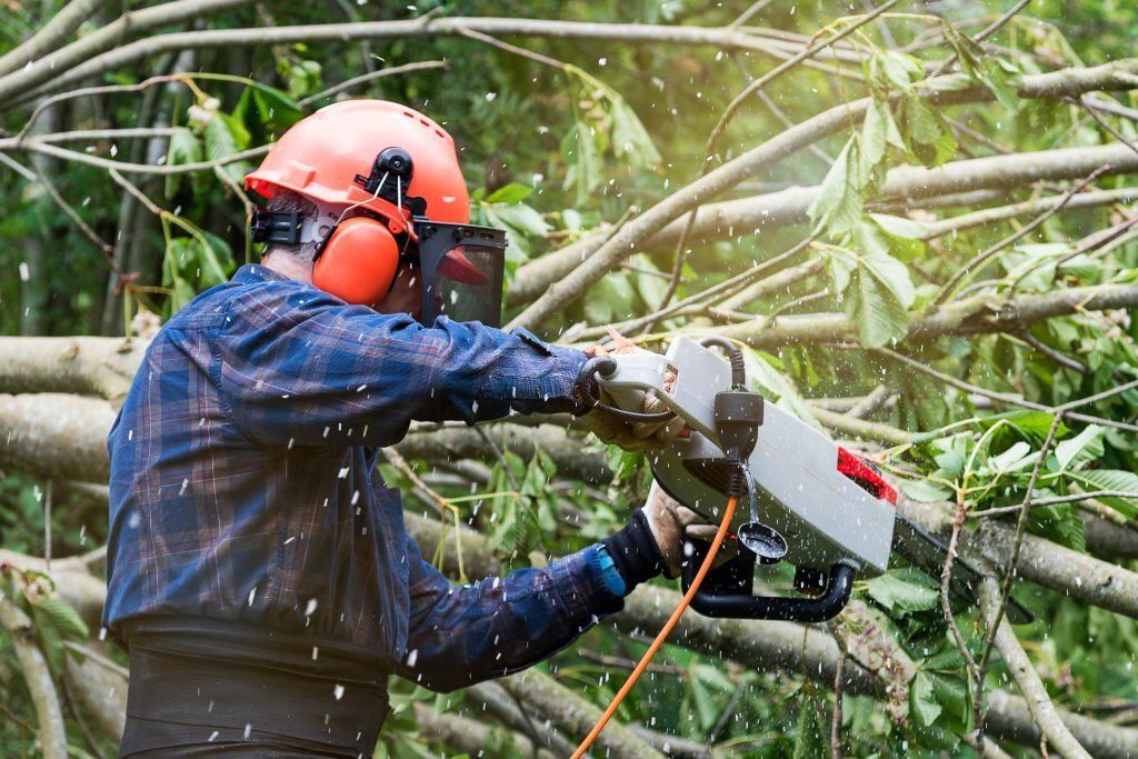 Image of an arborist pruning a tree in twin waters