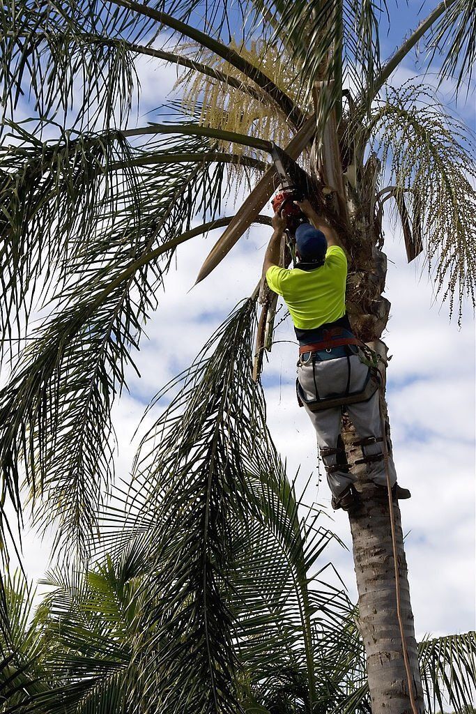 image of pruned palm trees in witta