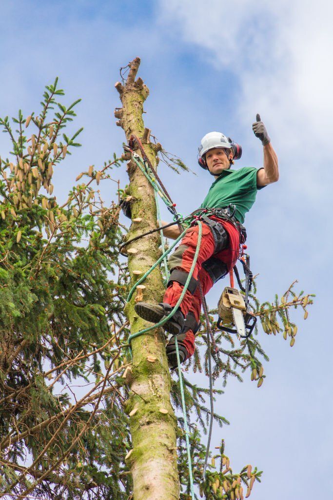 Image of an arborist performing tree lopping in witta