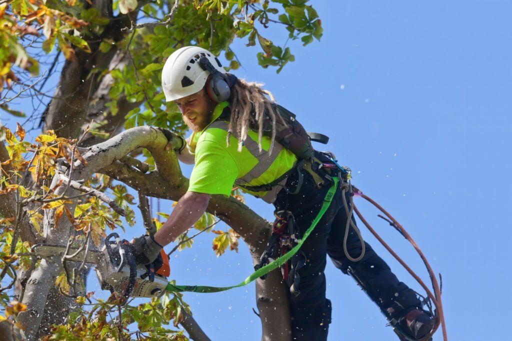 Image of an arborist pruning a tree in witta