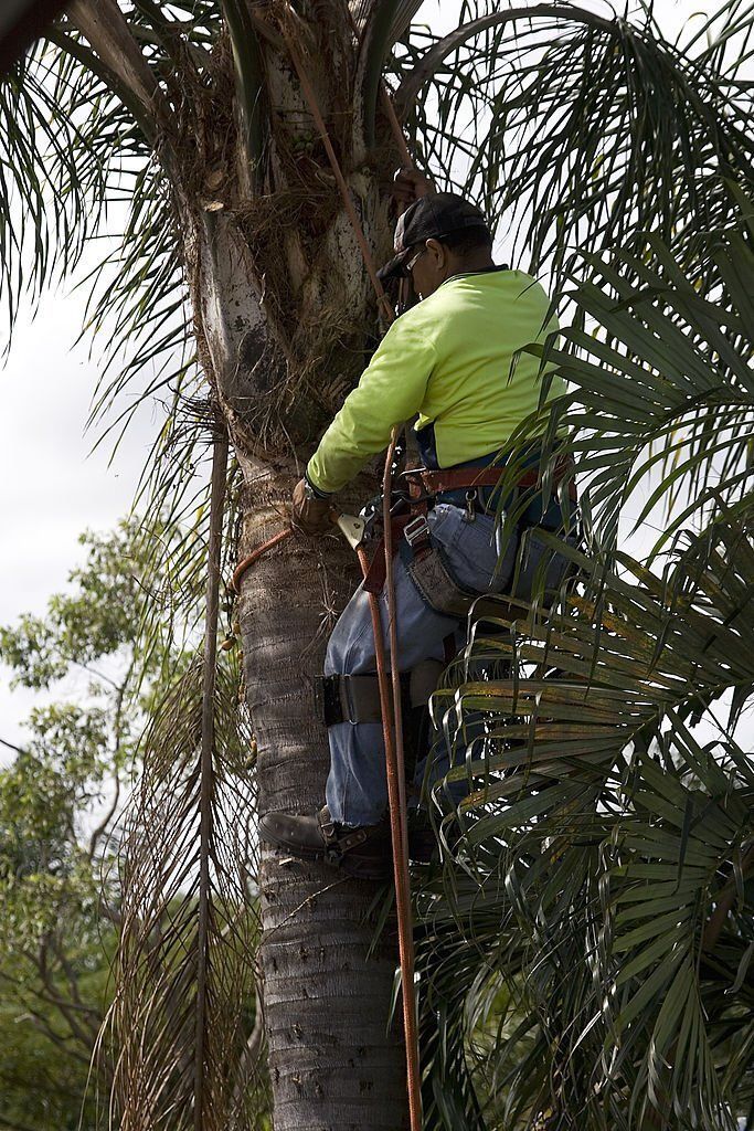 image of pruned palm trees in wombye