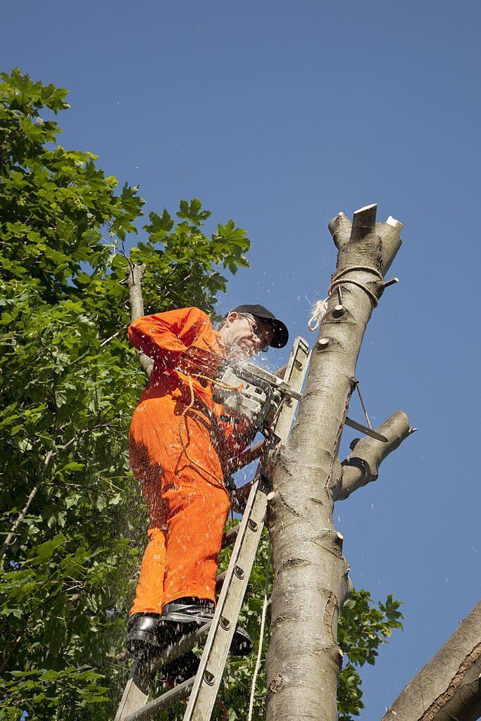 Image of an arborist performing tree lopping in yandina