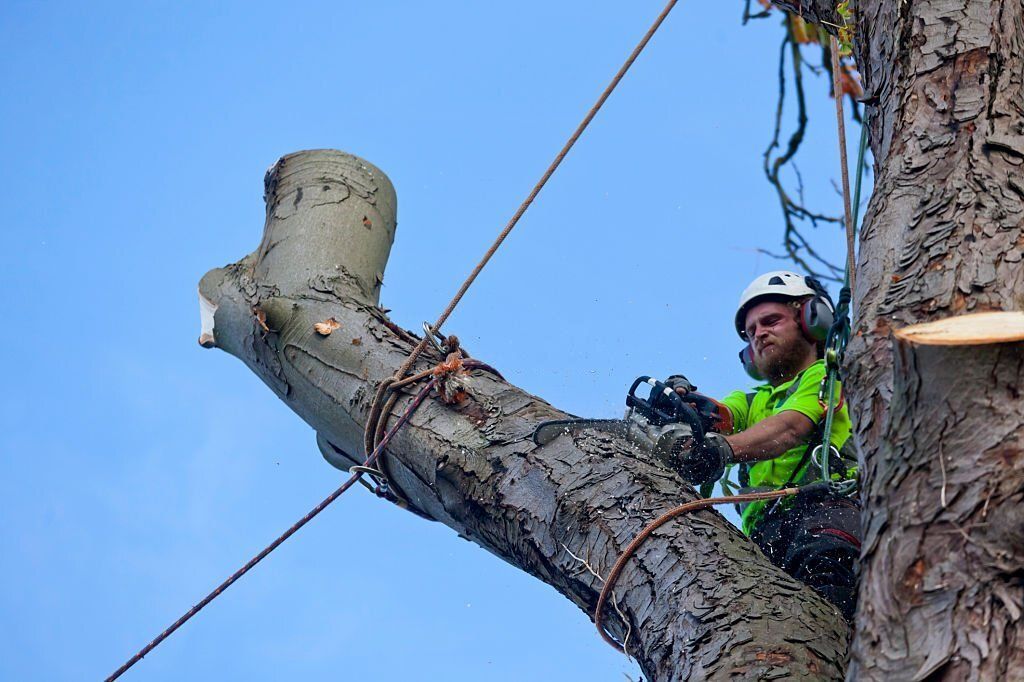 Image of an arborist removing a tree in witta