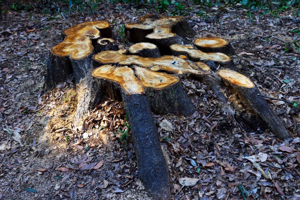 image of a tree stump ithat needs to be removed in witta