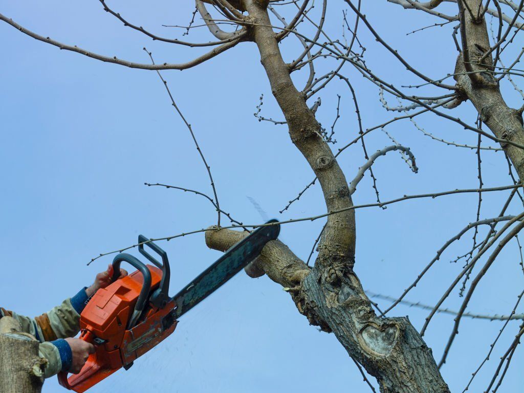 Person uses a chainsaw to trim dry tree branches.
