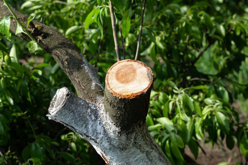 Tree with decaying branch.