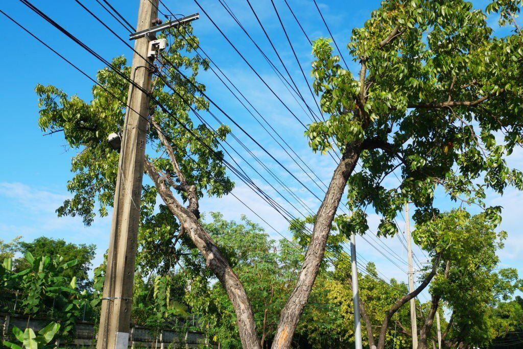 Powerlines caught between tree branches.