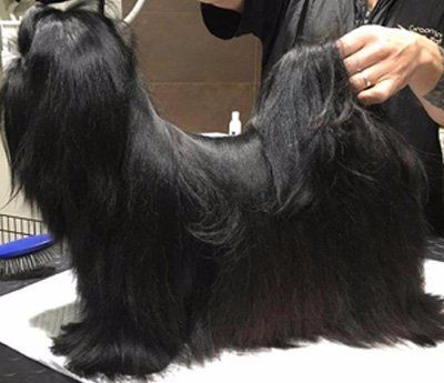 cagnolino nero che viene pettinato