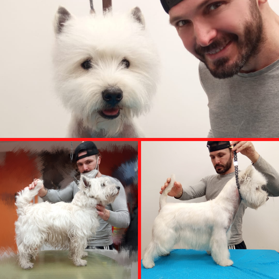 Stripping West Highland