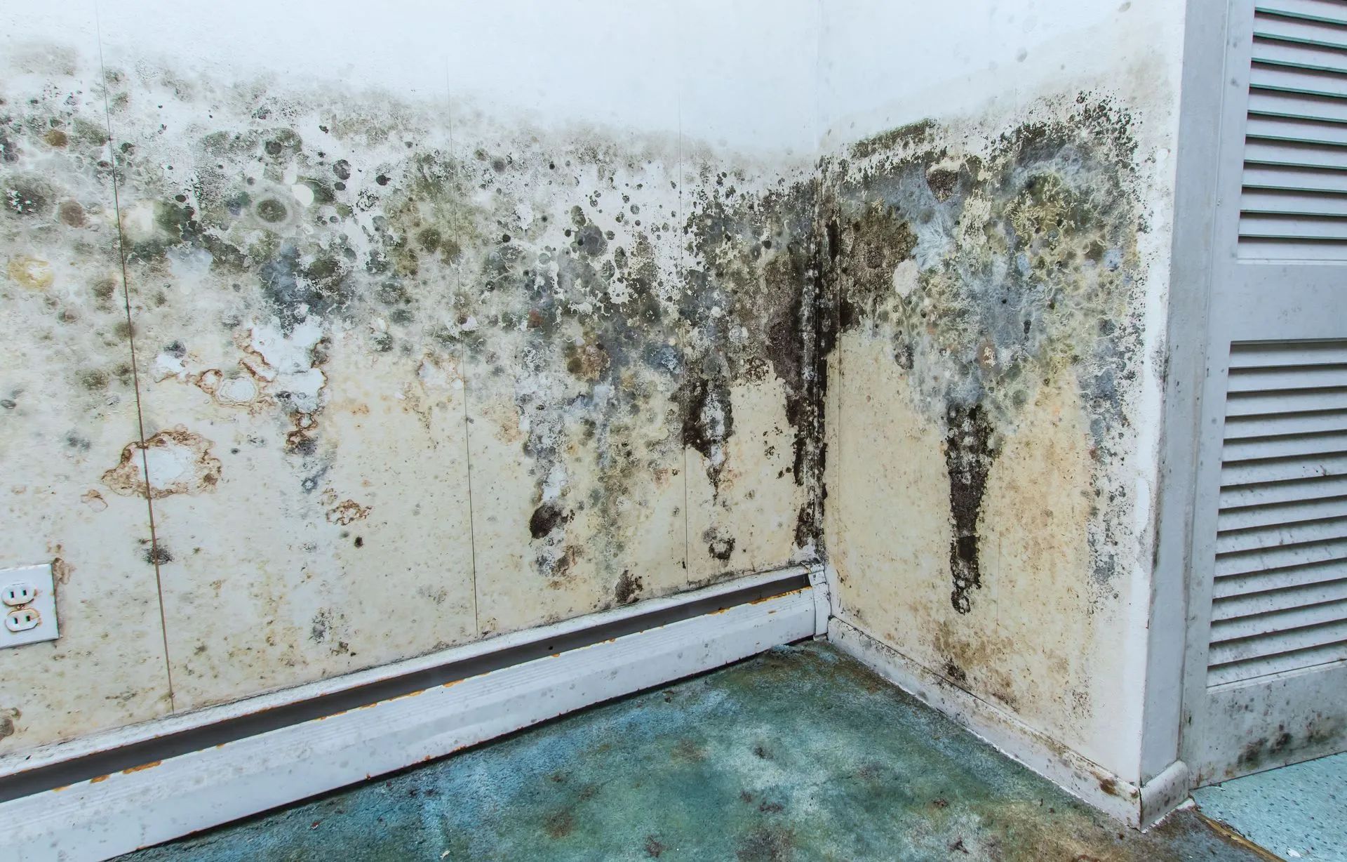 Mold infestation on interior wall in corner. Black, green, and brown discoloration; water damage visible.