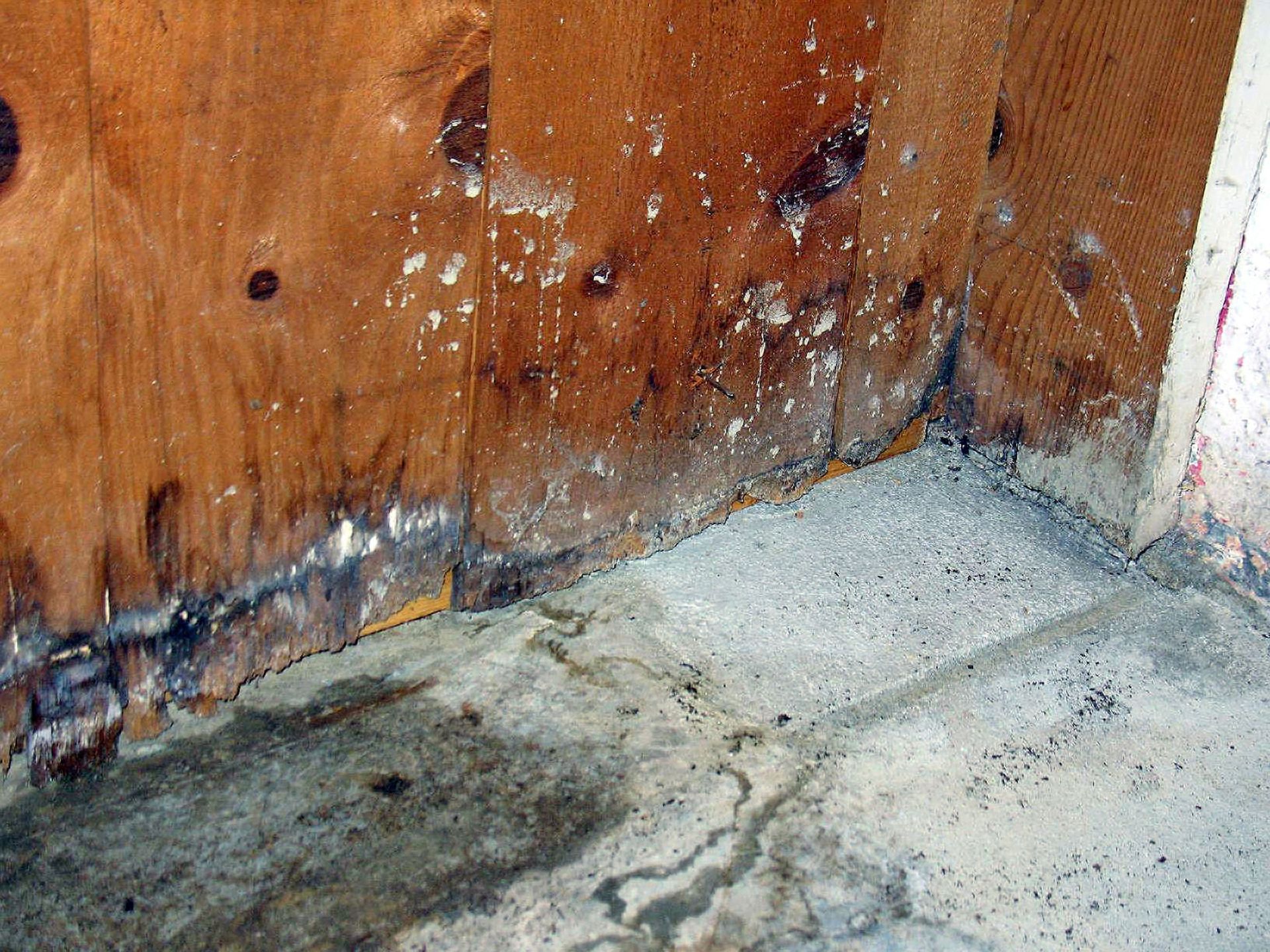Wooden wall panels showing signs of water damage, dark rot, and white mineral deposits where they meet a concrete floor.